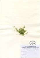 藏品(扁石髮)的圖片